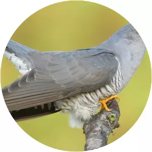 Common cuckoo