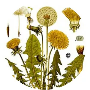 Common Dandelion