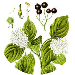 Common dogwood