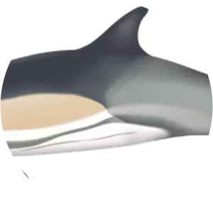 Common dolphins
