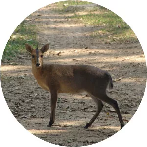 Common duiker