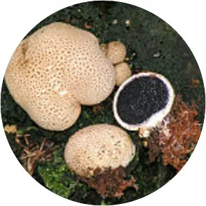 Common earthball