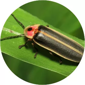 Common eastern firefly