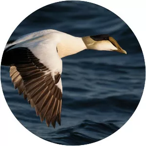 Common eider