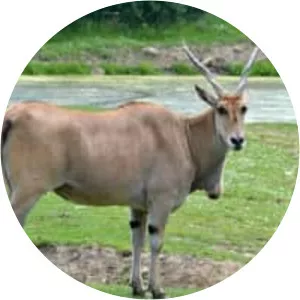 Common eland