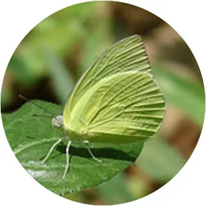 Common emigrant - Insect