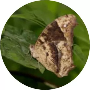 Common evening brown