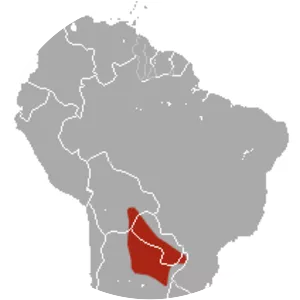 Common fat-tailed mouse opossum