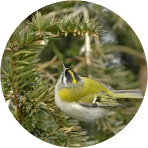 Common firecrest