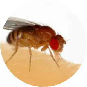 Common fruit fly