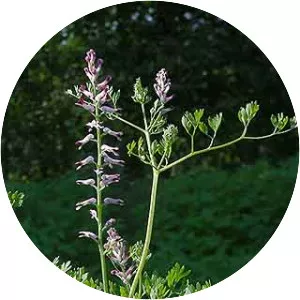 Common fumitory