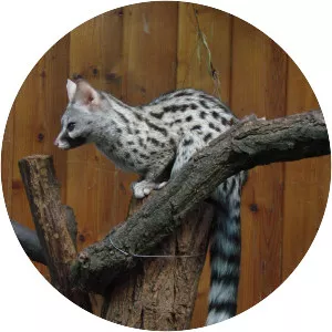 Common genet