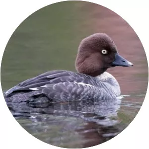 Common goldeneye