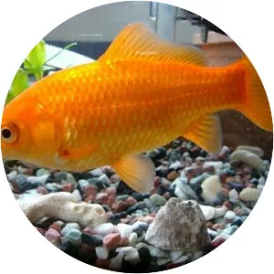 Common goldfish - Goldfish breed