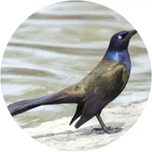 Common grackle