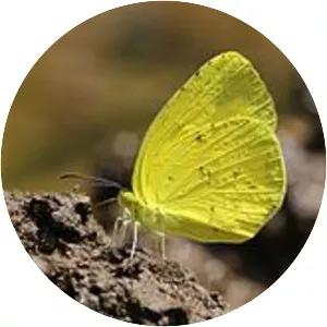 Common grass yellow
