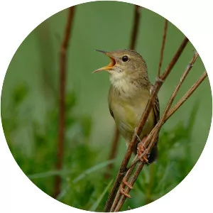 Common grasshopper warbler