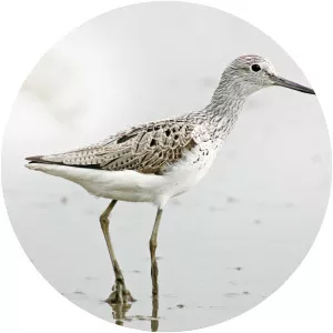 Common greenshank