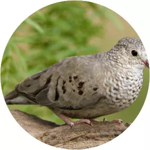 Common ground dove