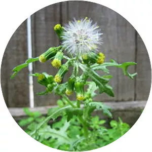 Common groundsel