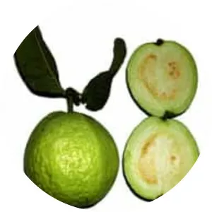 Common guava - Plants