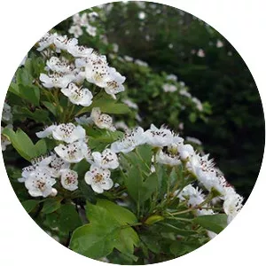 Common hawthorn