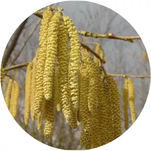 Common hazel - Plants