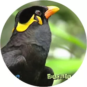 Common hill myna - Bird