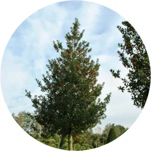 Ilex aquifolium - Plant