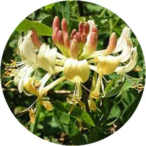 Common honeysuckle