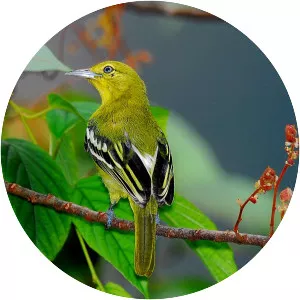 Common iora