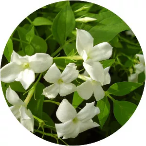Common jasmine