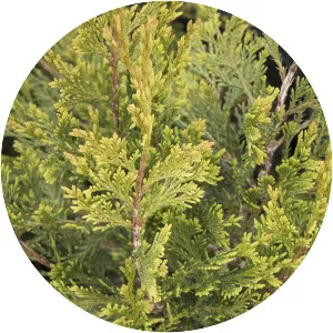 Common juniper