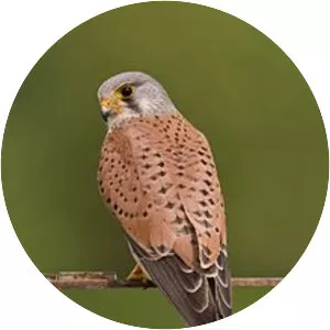 Common kestrel