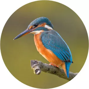 Common kingfisher