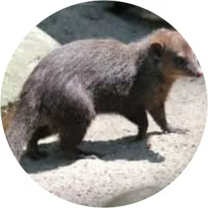 Common kusimanse - Animal