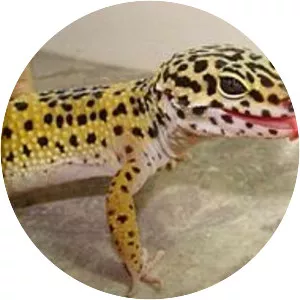 Common leopard gecko