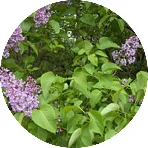 Common lilac