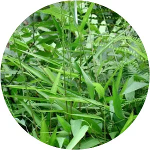 Common lophatherum - Plants