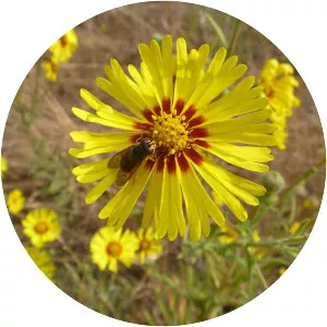 Common madia - Plants