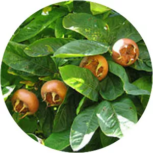 Common medlar