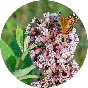 Common milkweed