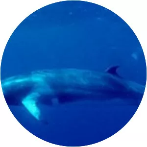 Common minke whale