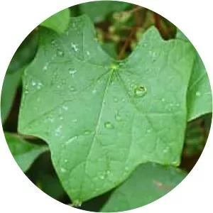 Common moonseed - Plants