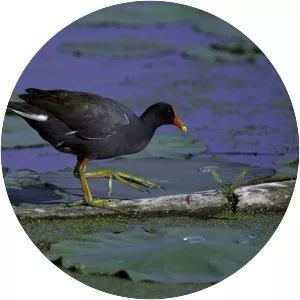Common moorhen
