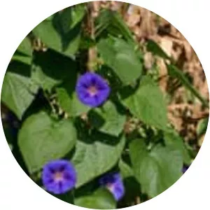 Common morning-glory