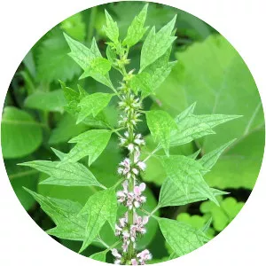 Common motherwort