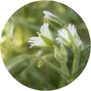 Common mouse-ear chickweed