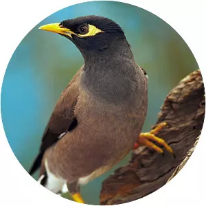 Common myna photograph