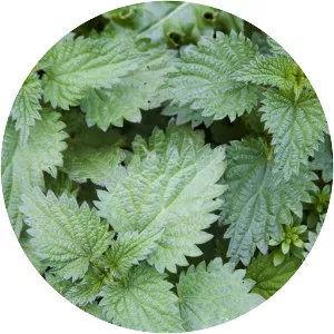 Common Nettle - Plants